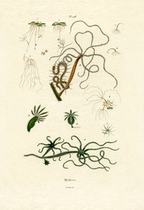 淡水ポリープ、1833-39 作： French School